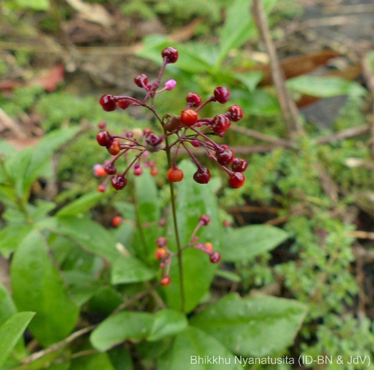 Talinum paniculatum (Jacq.) Gaertn.